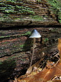 Mycena subcaerulea image