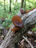 Auricularia angiospermarum image