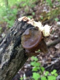 Auricularia angiospermarum image
