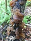 Auricularia angiospermarum image
