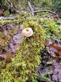 Picipes tubaeformis image