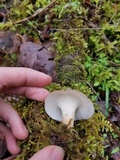 Picipes tubaeformis image
