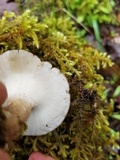 Picipes tubaeformis image