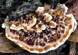 Ryvardenia campyla image