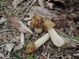 Morchella punctipes image