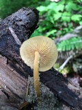 Xeromphalina tenuipes image