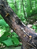 Xeromphalina tenuipes image