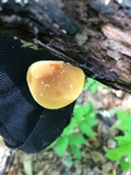 Xeromphalina tenuipes image