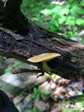 Xeromphalina tenuipes image