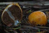 Cortinarius peraurantiacus image