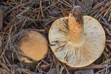 Lactarius volemus image