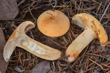 Lactarius volemus image