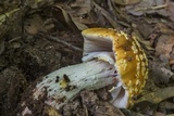 Amanita flavorubens image