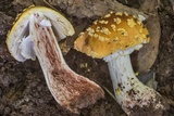 Amanita flavorubens image