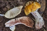 Amanita flavorubens image