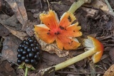 Hygrocybe acutoconica image