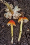 Hygrocybe acutoconica image