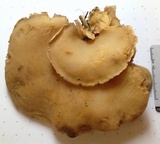 Osteina obducta image
