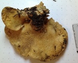 Osteina obducta image