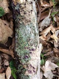Chondrostereum purpureum image