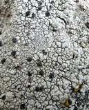 Aspicilia cinerea image
