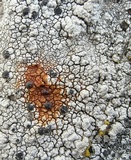 Aspicilia cinerea image