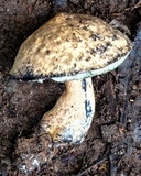Gyroporus furvescens image