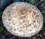 Gyroporus furvescens image