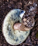 Gyroporus furvescens image