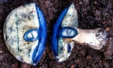 Gyroporus furvescens image