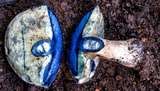 Gyroporus furvescens image