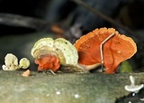Earliella scabrosa image
