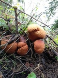 Calvatia rubroflava image