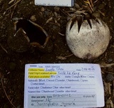 Sarcosphaera coronaria image