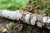 Fuscocerrena portoricensis image