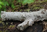 Fuscocerrena portoricensis image
