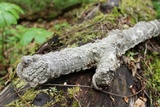 Fuscocerrena portoricensis image