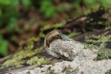 Fuscocerrena portoricensis image