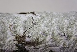 Fuscocerrena portoricensis image