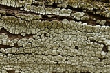 Xylobolus frustulatus image