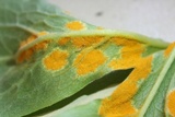 Allodus podophylli image