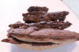 Ganoderma lobatum image