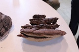 Ganoderma lobatum image
