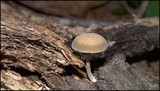 Simocybe centunculus var. centunculus image