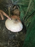 Volvariella volvacea image
