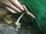 Volvariella volvacea image