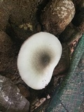 Volvariella volvacea image