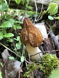 Morchella punctipes image