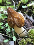 Morchella punctipes image