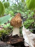 Morchella punctipes image